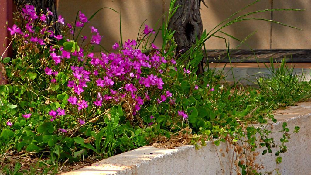 Garden Monsena